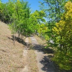 植栽剪定協力業者　　　求む　　個人歓迎