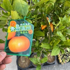 風味濃厚)青島温州みかん