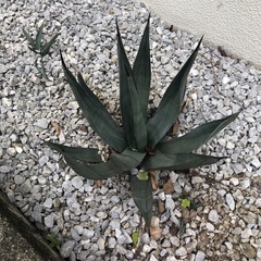 アガベ　シャークスキン　直径20〜25cm