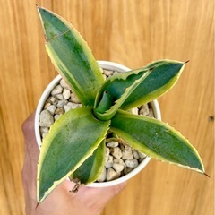 最終値下！人気の斑入りアガベ　鉢付き！オシャレ観葉植物の画像