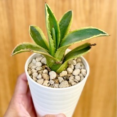 最終値下！人気の斑入りアガベ　鉢付き！オシャレ観葉植物