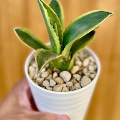 最終値下！人気の斑入りアガベ　鉢付き！オシャレ観葉植物の画像