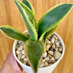 最終値下！人気の斑入りアガベ　鉢付き！オシャレ観葉植物の画像