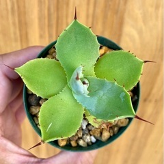 特価！美型子株！アガベ雷神！オシャレ観葉植物