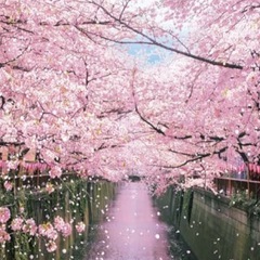 花見　at  龍ヶ先　4/12