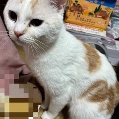 一歳の猫ちゃん　費用なし