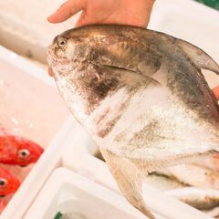 【週1日・3時間～OK】未経験大歓迎◎珍しい魚にも出会える！鮮魚加工場(大田市場)での軽作業スタッフ募集！の画像