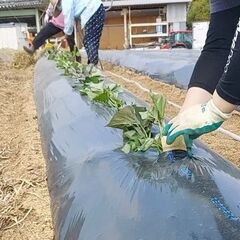 農作物(さつまいも)の生産。農業をやってみたい方募集。の画像