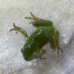イエアメガエル　人工飼料OK♪の画像