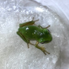 イエアメガエル　人工飼料OK♪の画像