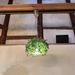 フェイク グリーン カフェ ペンダントライト 照明 
