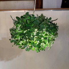 フェイク グリーン カフェ ペンダントライト 照明 の画像