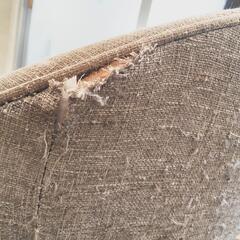 幅広ソファ×2つの画像