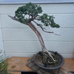 真柏盆栽の画像