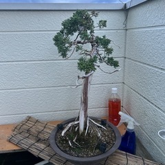 真柏盆栽の画像