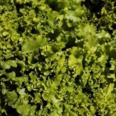 農家さんのお野菜