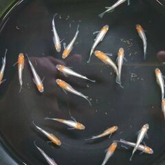 紅白体外光メダカ　選別モレ　1匹　200円　写真の個体から5匹以...