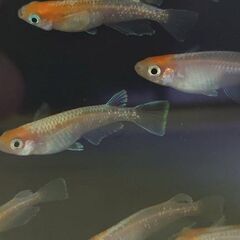 紅白体外光メダカ　選別モレ　1匹　200円　写真の個体から5匹以上でお願いします。の画像