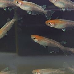 紅白体外光メダカ　選別モレ　1匹　200円　写真の個体から5匹以上でお願いします。の画像