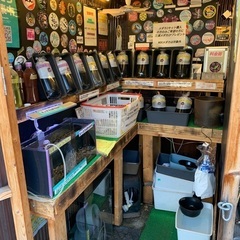 【五桜メダカ】 4月5日　横須賀めだか無人販売