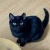 ランキングキーワードに紐づく投稿画像-黒猫