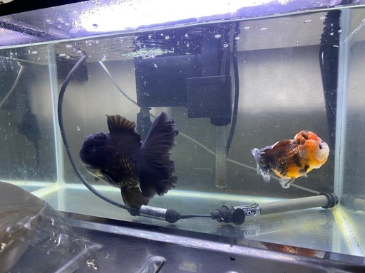 ローズテールオランダ