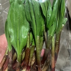 行者ニンニク