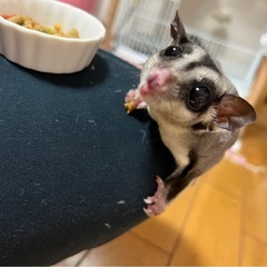 モモンガ　里親募集（締め切ります）