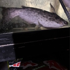 熱帯魚　ウッドキャット　２匹セット　およそ14センチの画像