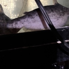 熱帯魚　ウッドキャット　２匹セット　およそ14センチの画像