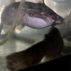 熱帯魚　ウッドキャット　２匹セット　およそ14センチの画像