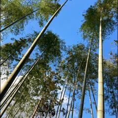 竹林整備