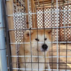 秋田犬のメス里親募集　メス５歳 - 上越市