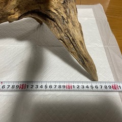 流木の画像
