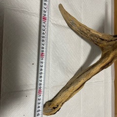流木の画像