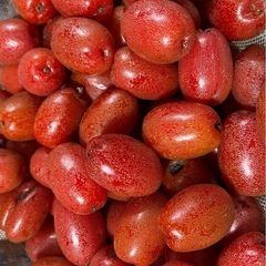珍しい無農薬フルーツ！採れたてグミの実あります
