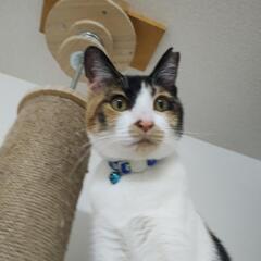 お転婆な三毛猫ちゃん - 里親募集