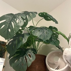 モンステラ　造花の画像