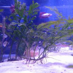 ボルビティス ヒュディロティの画像