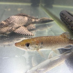 魚2匹セット