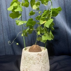 塊根植物 
亀甲竜　Dioscorea elephantipes...