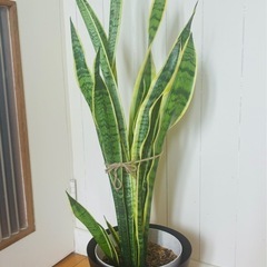 【お取引中】サンセベリア96cm 空気浄化植物