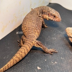 サバンナモニター