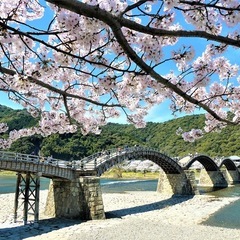 錦帯橋桜ツーリング