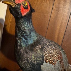 キジの剥製の画像