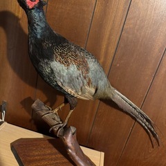 キジの剥製