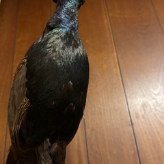 キジの剥製の画像