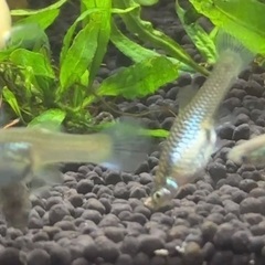 ペット（熱帯魚）生体の画像