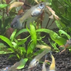 ペット（熱帯魚）生体の画像