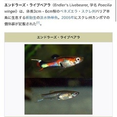 ペット（熱帯魚）生体の画像